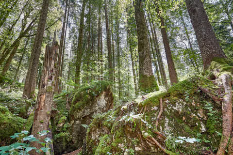 Gemeinde Ramsau Landkreis Berchtesgadener_Land Zauberwald am Hintersee (Dirschl Johann) Deutschland BGL